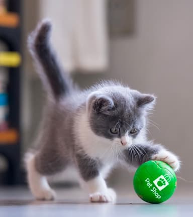 pet-toys